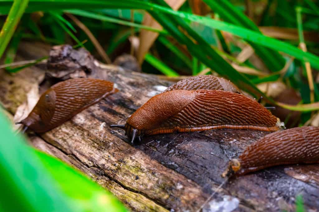 IRKA - Deutsche Qualität wirksam gegen Schneckenbefall im Garten Schnecken im Garten