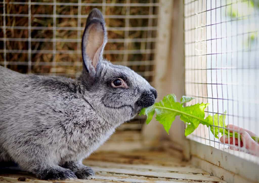 Kaninchen frist Löwenzahnblatt