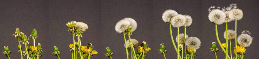 Pusteblume (Taraxacum officinale) auch Löwenzahn genannt Löwenzahn Pusteblume Samenstand Entwicklung