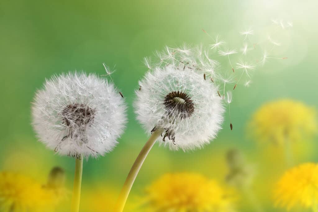 Pusteblume (Taraxacum officinale) auch Löwenzahn genannt Löwenzahn Pusteblume