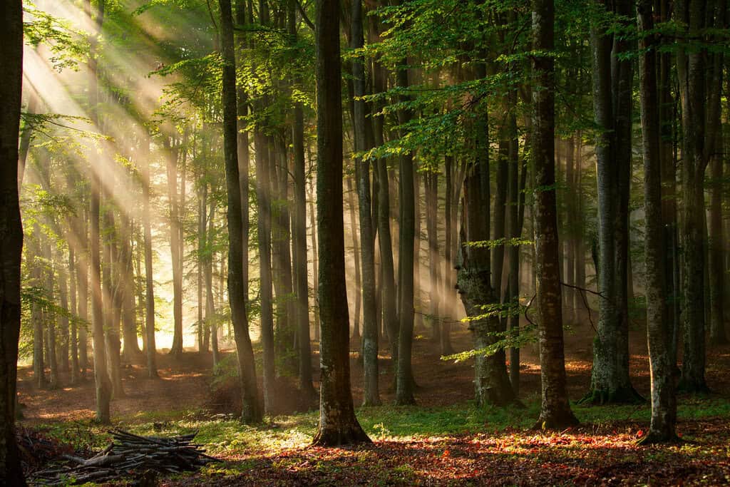 Poster mit Landschaft – Top 5! Herbstwald