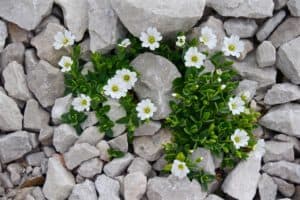 Naturstein im Garten