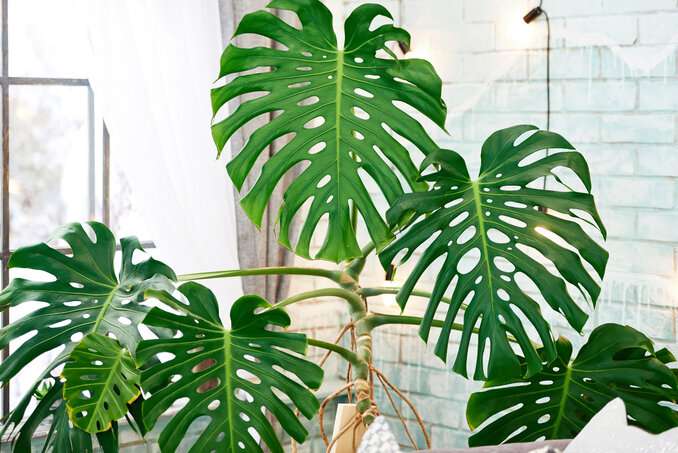 Zimmerpflanze Philodendron