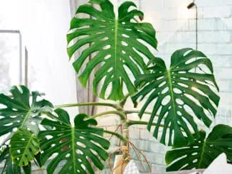 Philodendron