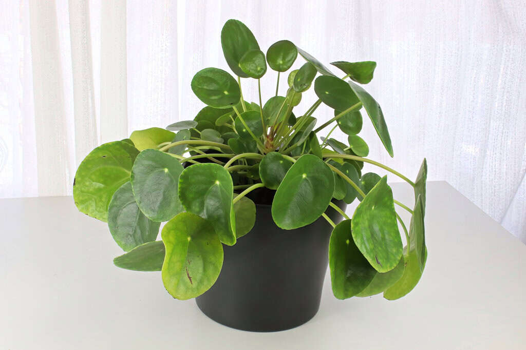 Pilea