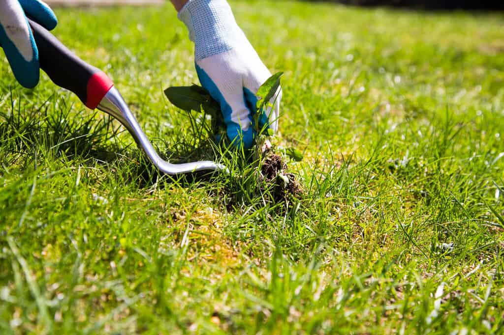 Der Hitze trotzen: Genießen Sie den Sommer mit Gartenprojekten Ausbreitung von Unkraut verhindern