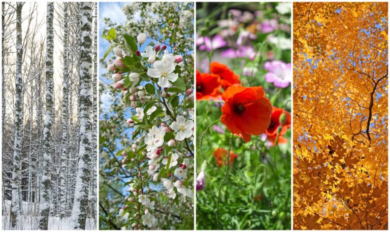 4 Jahreszeiten im Garten