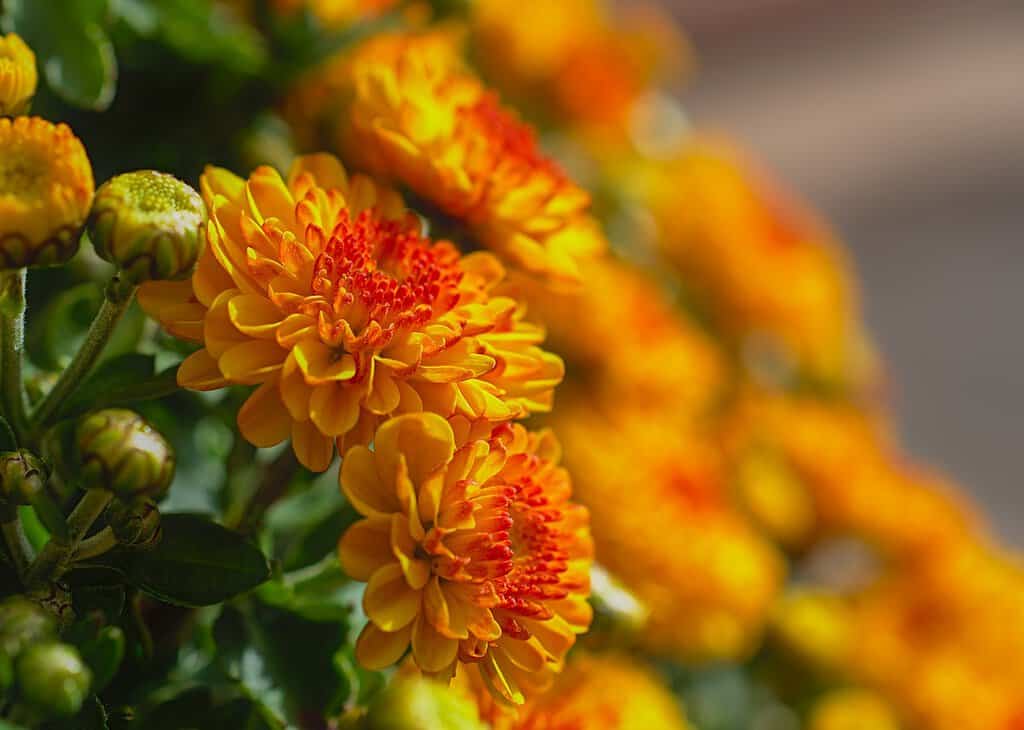 Einen vielseitigen Garten für alle Jahreszeiten gestalten Chrysanthemen