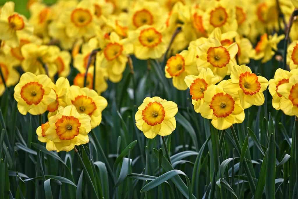 Einen vielseitigen Garten für alle Jahreszeiten gestalten Narzissen