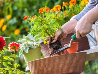 Die ultimative Anleitung für einen blühenden Garten im eigenen Zuhause Blumengarten