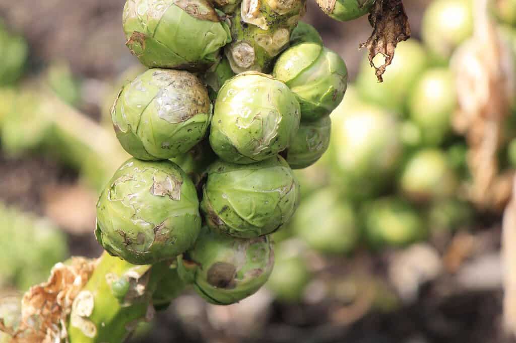 Rosenkohl